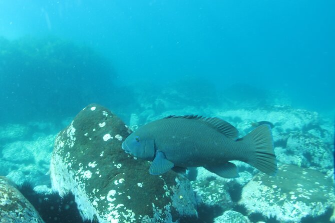 3-Hour Kayak and Snorkeling Experience in Batemans Bay - Reviews and Ratings