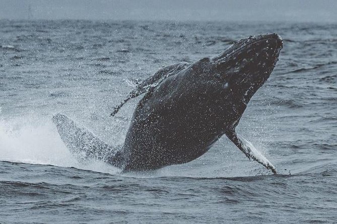 3-Hour Monterey Bay Winter Whale-Watching Tour - Onboard Experience