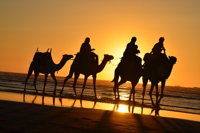 3 Hours Ride on Camel at Sunset - Booking Details and Customer Reviews