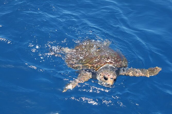 3-Hours Shared Tour to Accessible Boat En Canary Island - Cancellation Policy