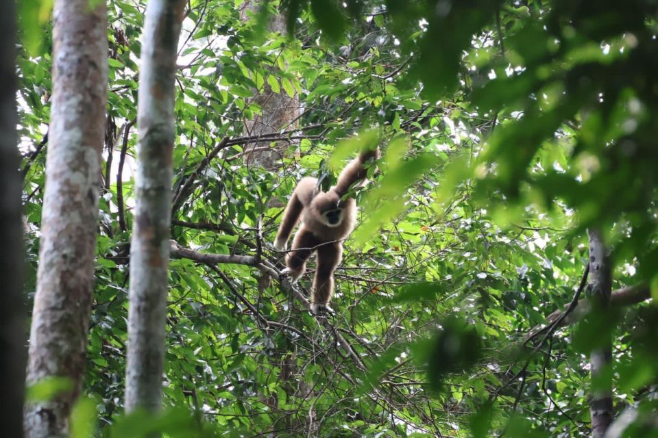 3D2N Orangutan Expedition:from Bukit Lawang - Immersive Nature Exploration Opportunities