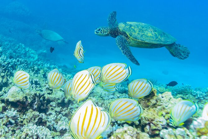 4-Hour Molokini Crater Plus Turtle Town Snorkeling Experience - Customer Feedback