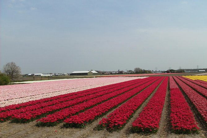 4 Hours Private Tour to the Famous Colourfull Flower Fields From Amsterdam - Additional Information