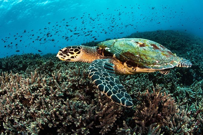 5 Fun Dives in Nusa Lembongan (For Certified Divers) - Swim With a Mola Mola - Discover the Giant Mola Mola