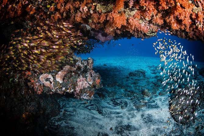 7 Fun Dives in Tulamben (For Certified Divers) - Premium Value Package - Night Diving Thrills