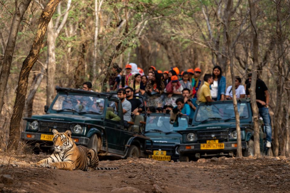 8 - Days Golden Triangle Tour With Ranthambore Tiger Safari - Accommodation and Transportation Services