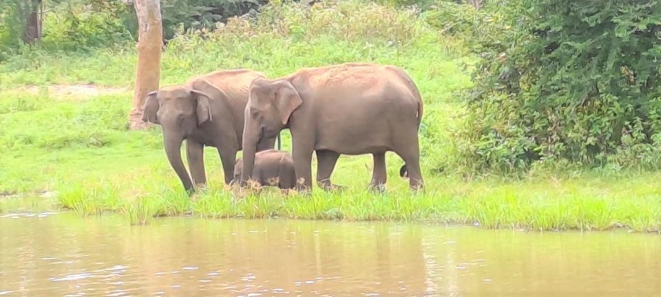 8 Days - Sri Lanka Sightseeing Tour - Wildlife Safari and Nature Exploration