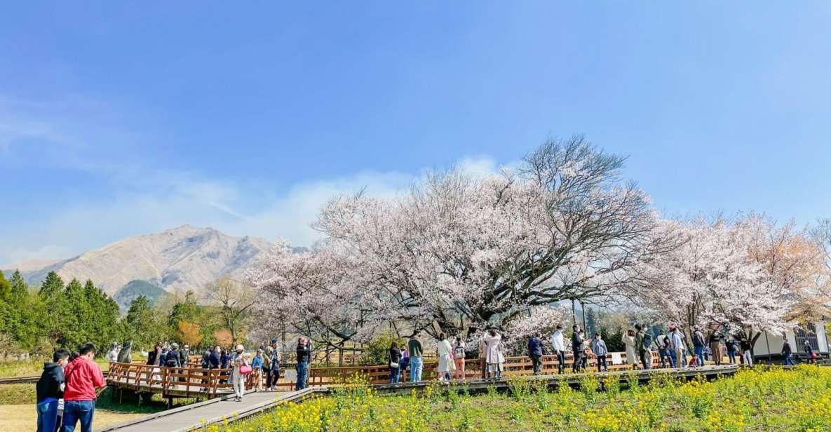 A Day Charter Bus Tour to Cherry Blossoms in Northern Kyushu - Important Information