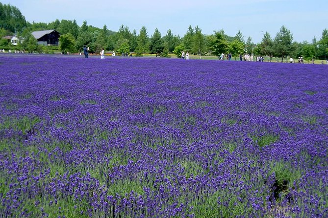 A Relaxing Day for Furano, Biei Blue Pond& Local Curry Lunch in Hokkaido! - Indulging in Local Curry Delights