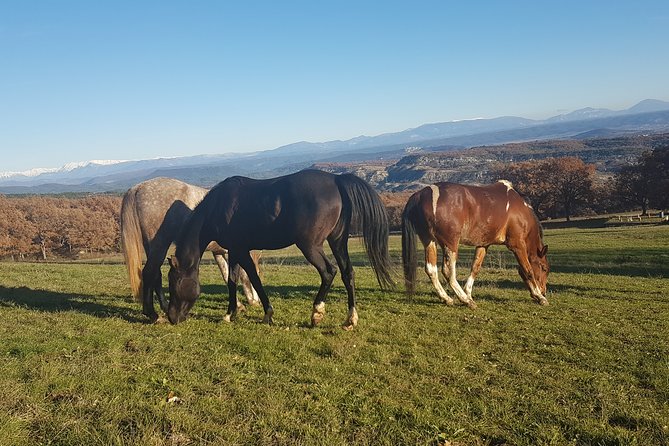 A Small-Group, Guided Haute-Provence Horseback Tour (Mar ) - Cancellation Policy and Requirements