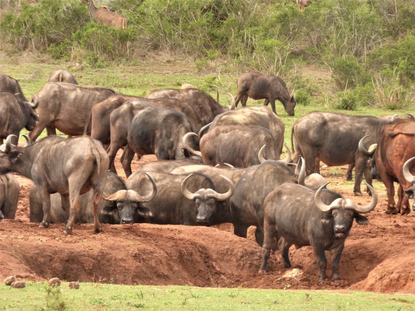 Addo Elephant National Park: Full-Day Safari Tour With Lunch - Guided Park Exploration