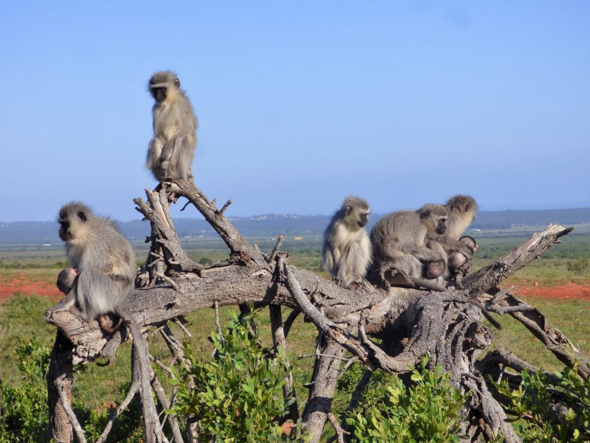 Addo Elephant National Park: Guided Half-Day Safari - Inclusions