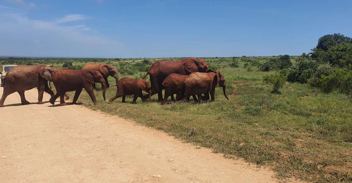 Addo Elephant National Park Tour - Highlights