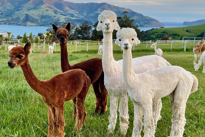 Admission Ticket to an Alpaca Farm, Akaroa (Mar ) - Cancellation Policy and Refunds