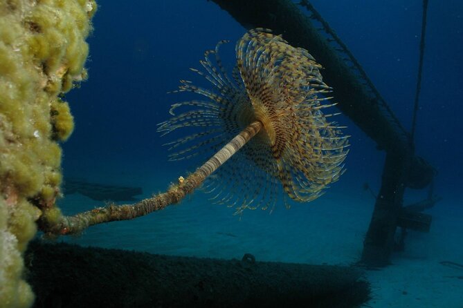 Adventure Dives for Certified Divers in Nea Makri, Athens - End Point and Cancellation Policies