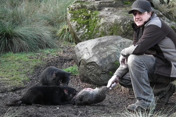 After Dark Tasmanian Devil Feeding Tour at Cradle Mountain - Reviews and Ratings
