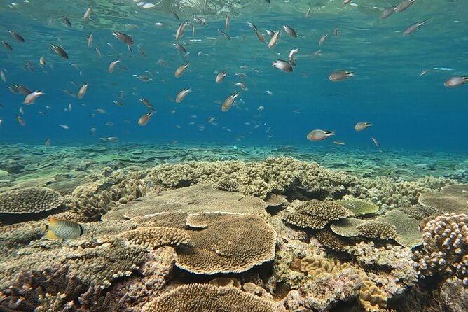 Afternoon Half Day Snorkel Trip in Naha - Reviews and Ratings