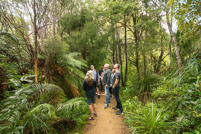 Afternoon Piha Beach and Rainforest Tour From Auckland - Value for Money