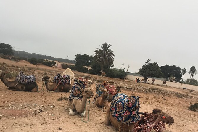 Agadir Camel Riding - Read Customer Reviews and Feedback