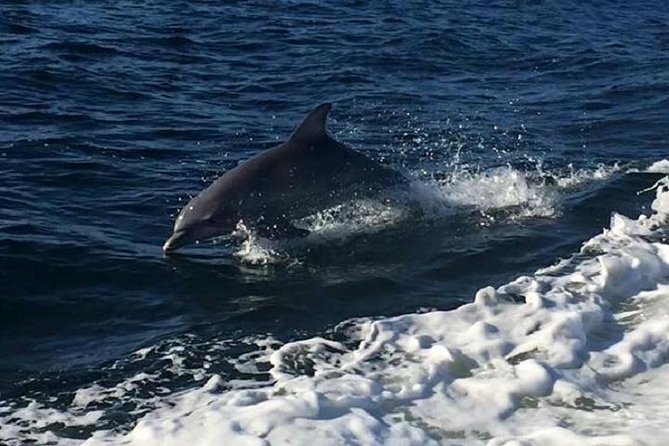 Alabama Gulf Coast Dolphin Cruise - Meeting and Logistics