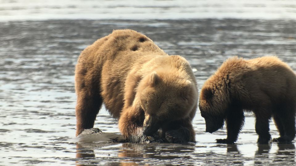 Alaska 9 Day Ocean Wildlife to Interior Wilderness Adventure - Marine Life at Kenai Fjords