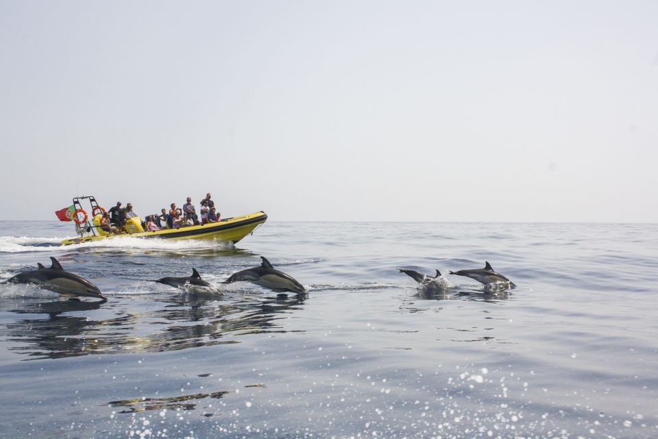 Albufeira: Benagil Caves & Dolphin Watching Speed Boat Tour - Customer Reviews