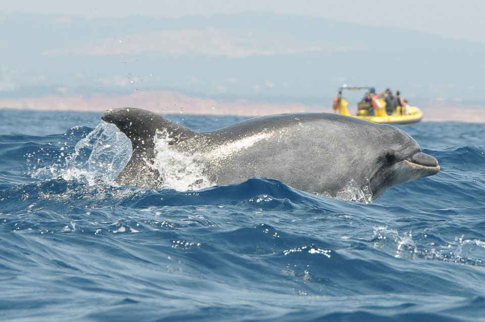 Algarve Coast: Dolphin Watching & Cave Tour - Participant Information