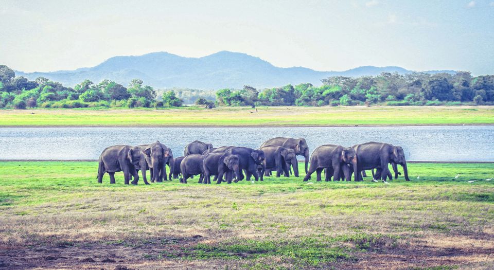 All-Inclusive Minneriya National Park Afternoon Safari - Wildlife Encounters During the Safari