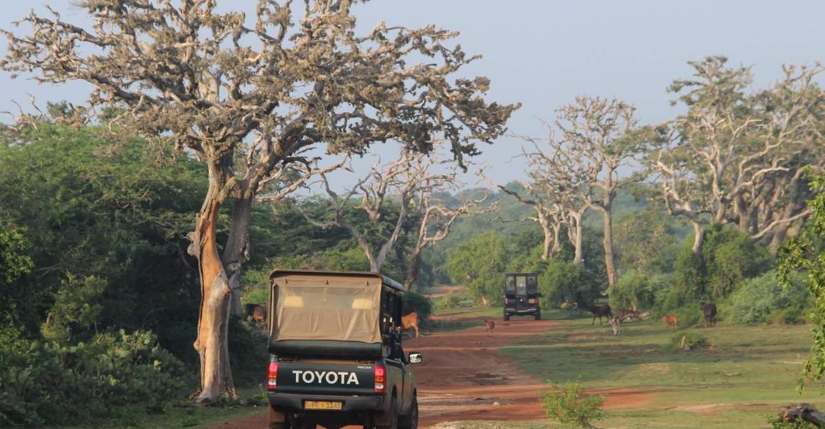 All-Inclusive Morning Game Drive at Bundala National Park - Meeting Point