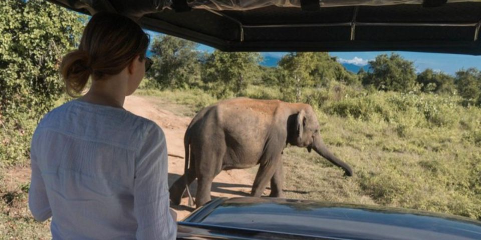 All Inclusive Udawalawe National Park Safari, With Lunch! - Activity Highlights