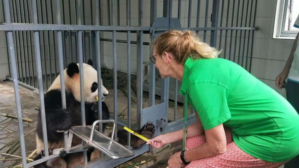 All Inclusive Wolong or Dujiangyan Panda Base Volunteering - Inclusions