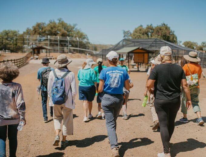 Alpine: Lions Tigers & Bears Sanctuary Visit and Feeding - Experience Highlights