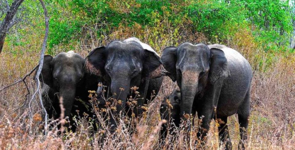 An 8-Days Adventure and Wildlife Exploration in Sri Lanka - Family-Friendly Activities and Pricing