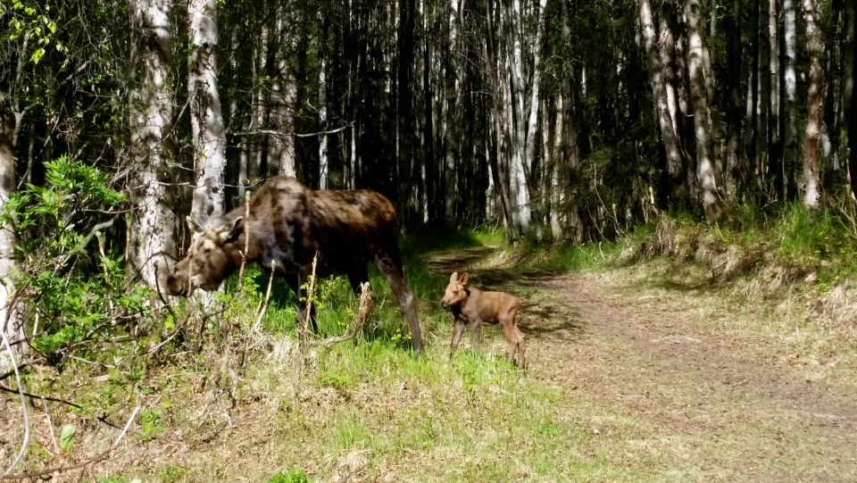 Anchorage: Coastal Trail 3-Hour City Bike Tour - Inclusions and Equipment Provided