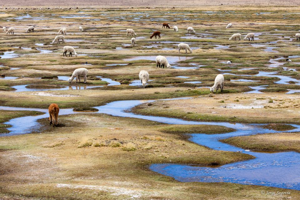 Andean Saltflats Full-Day With Breakfast and Lunch - Tour Highlights