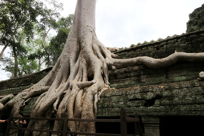 Angkor Temples Private Full-Day Tour From Siem Reap (Free Child) - Traveler Experiences and Recommendations