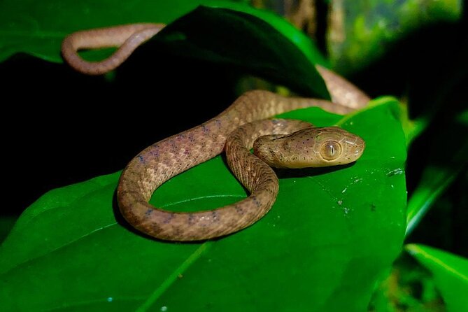 Arenal Oasis Night Walk From Arenal - Pricing and Booking Details