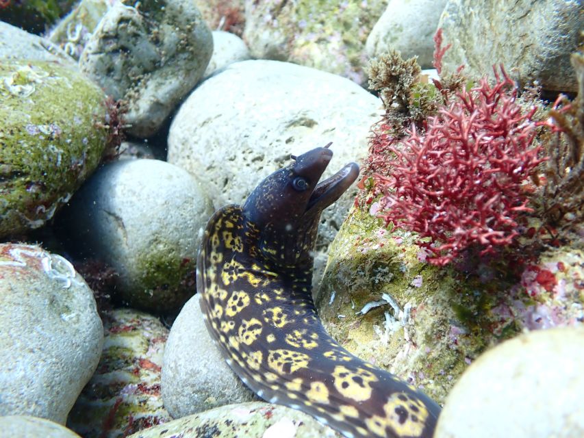 Arrábida: Open Water Diver Course in Arrábida Marine Reserve - Activity Highlights and Instructor