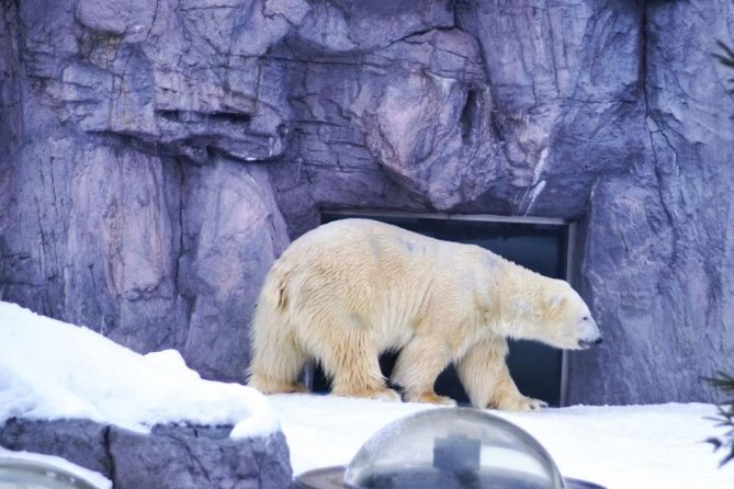 Asahiyama Zoo, Fascinating Aoi-Ike Light Up and Shirohige Falls in Winter! - Unforgettable Zoo Experience