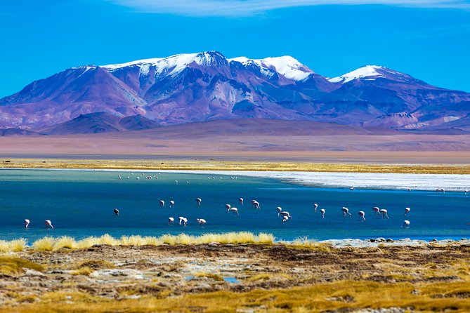 Atacama Salt Flat & Piedras Rojas Tour From San Pedro De Atacama - Traveler Reviews