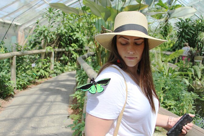 Australian Butterfly Sanctuary - Visitor Experience and Ratings