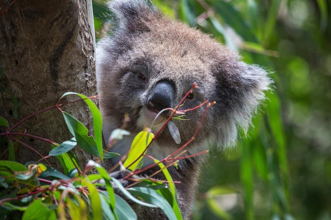 Australian Wildlife Tour at Melbourne Zoo Ticket - Excl. Entry - Pricing and Booking Details