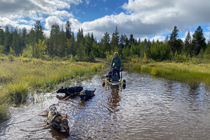 Autumn Husky Sit and Drive Cart Tour From Kiruna - What to Expect