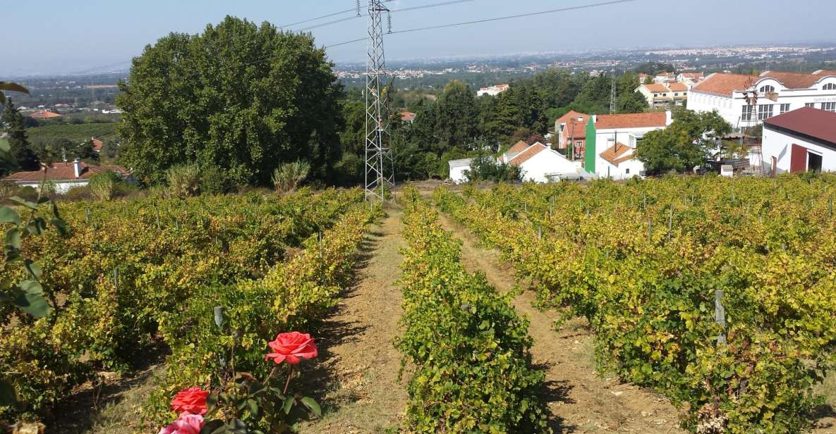 Azeitão: Private Full-Day Wine Experience From Lisbon - Wine Tasting Highlights