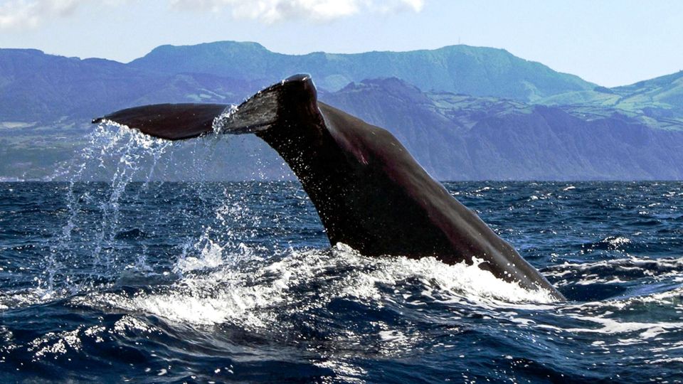 Azores: Whale Watching and Islet Boat Tour - Location and Directions