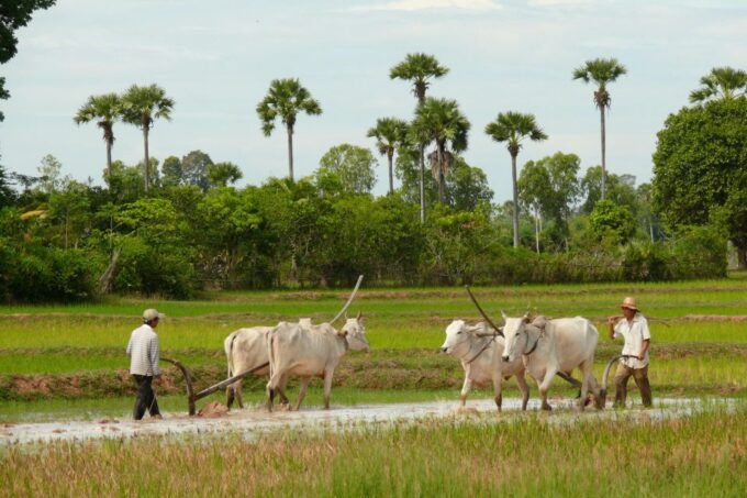 Back to Basics: Siem Reap Village Tour in Cambodia - Review Summary