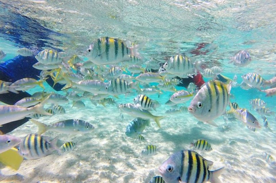 Bahía De Las Aguilas: Beach Day Trip by Boat - National Park Experience