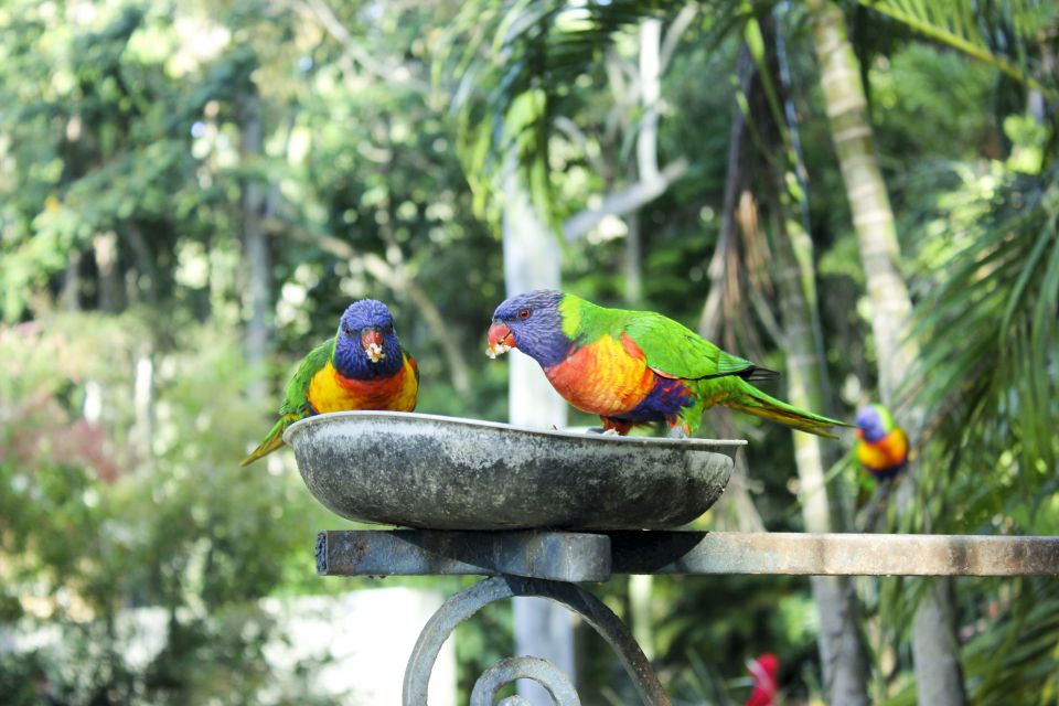 Bali Bird Park: 1-Day Admission Ticket - Review Summary