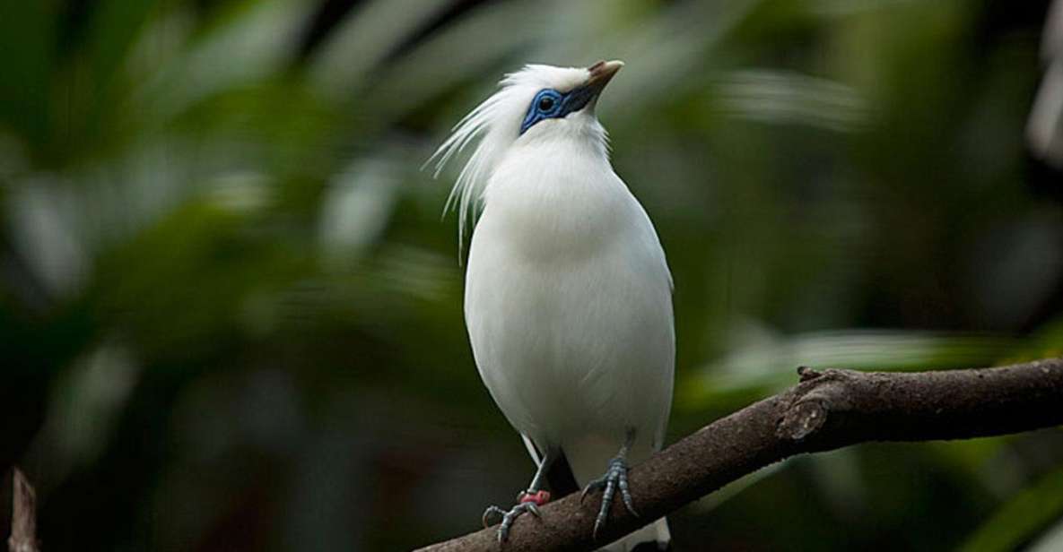 Bali: Full-Day Bird Watching Experience - Reviews