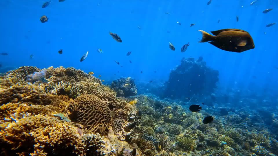 Bali: Private Snorkeling To Blue Lagoon And Tanjung Jepun - Booking Information